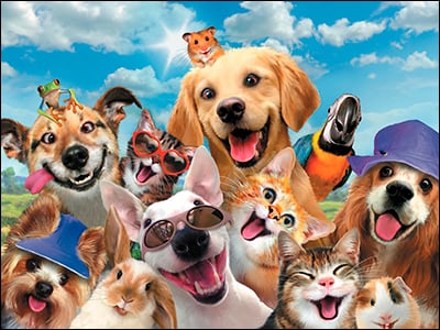 Birthday Card - Pet Pack