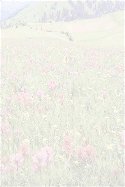 Blank Card - Mountain Gallery