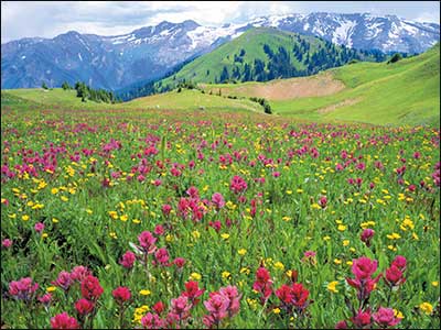 Blank Card - Mountain Gallery