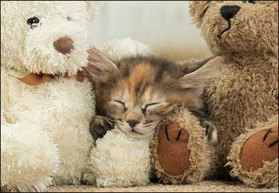 Get Well Card - Adorable Kitten