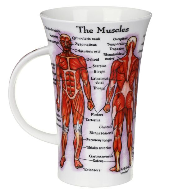 Human Body Fine Bone China Mug Glencoe Style By Dunoon