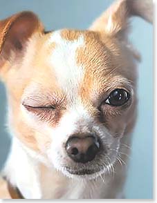 Notion - Half As Old Birthday Card