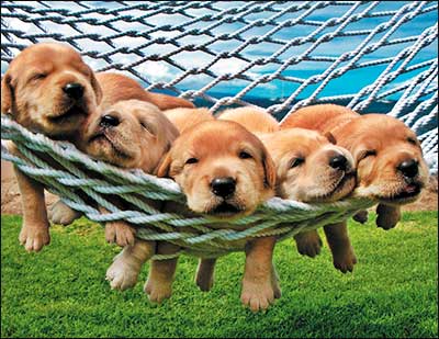 Notion - Warm Fuzzy Birthday Card