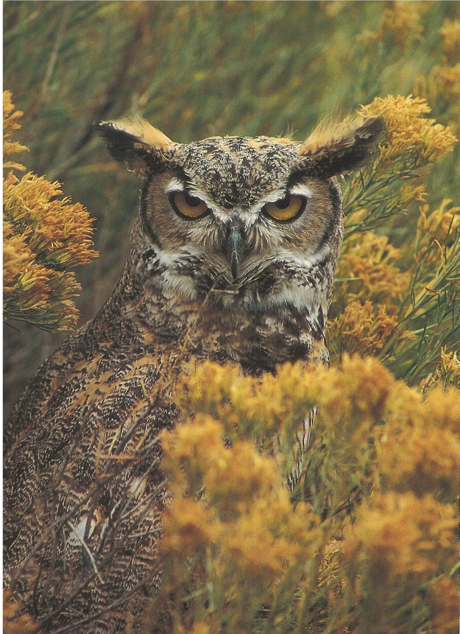 One Earth One Chance Great Horned Owl Blank Card