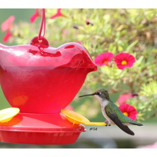 Red Bird Hummingbird Feeder