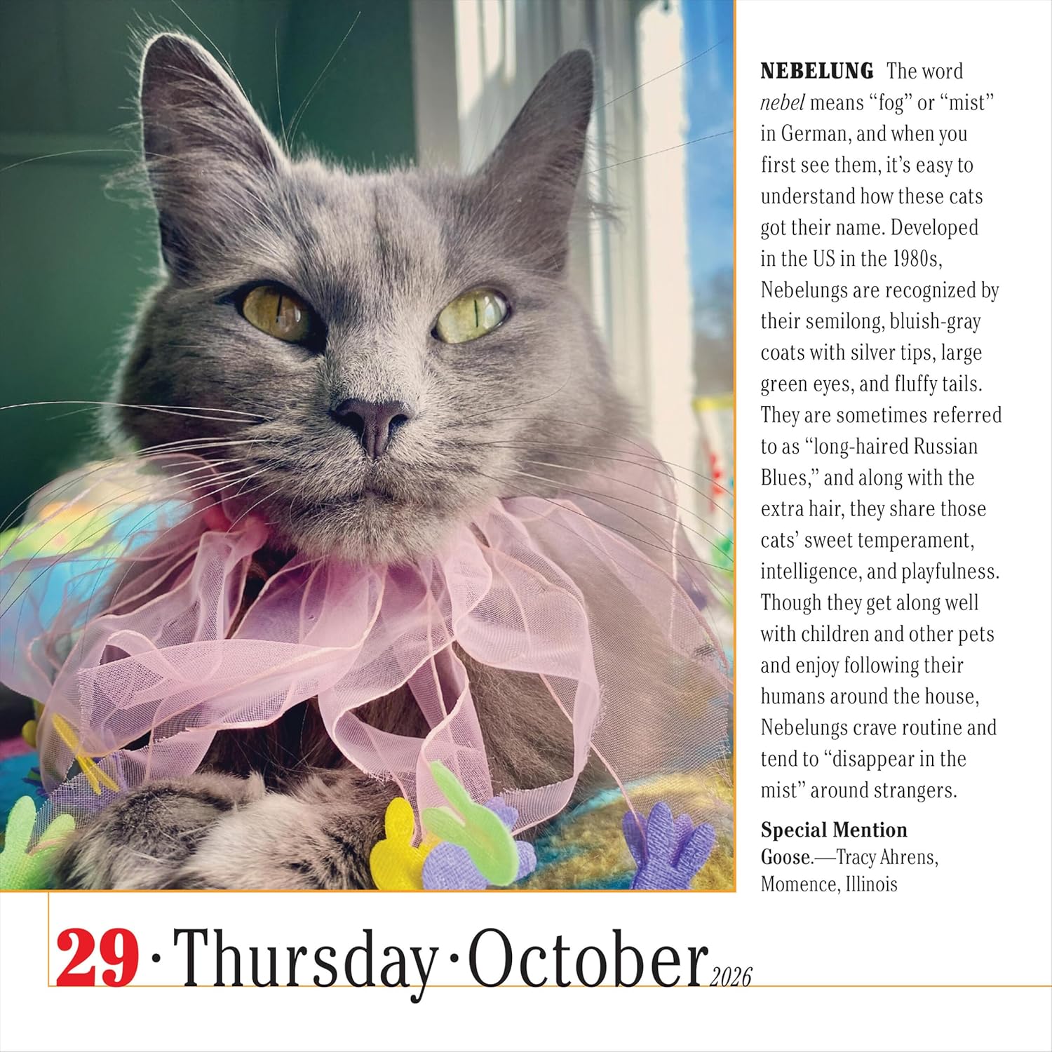 365 Cats Page-A-Day Calendar 2026: The World's Favorite Cat Calendar