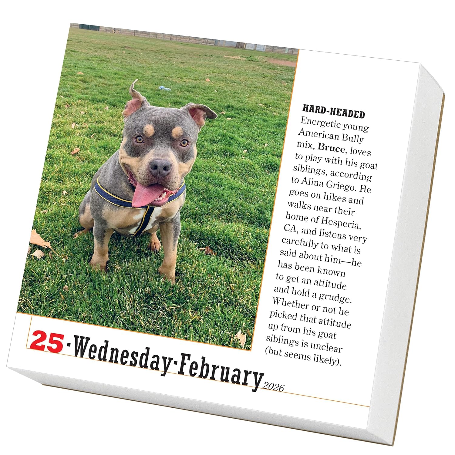 365 Dogs Page-A-Day Calendar 2026: The World's Favorite Dog Calendar