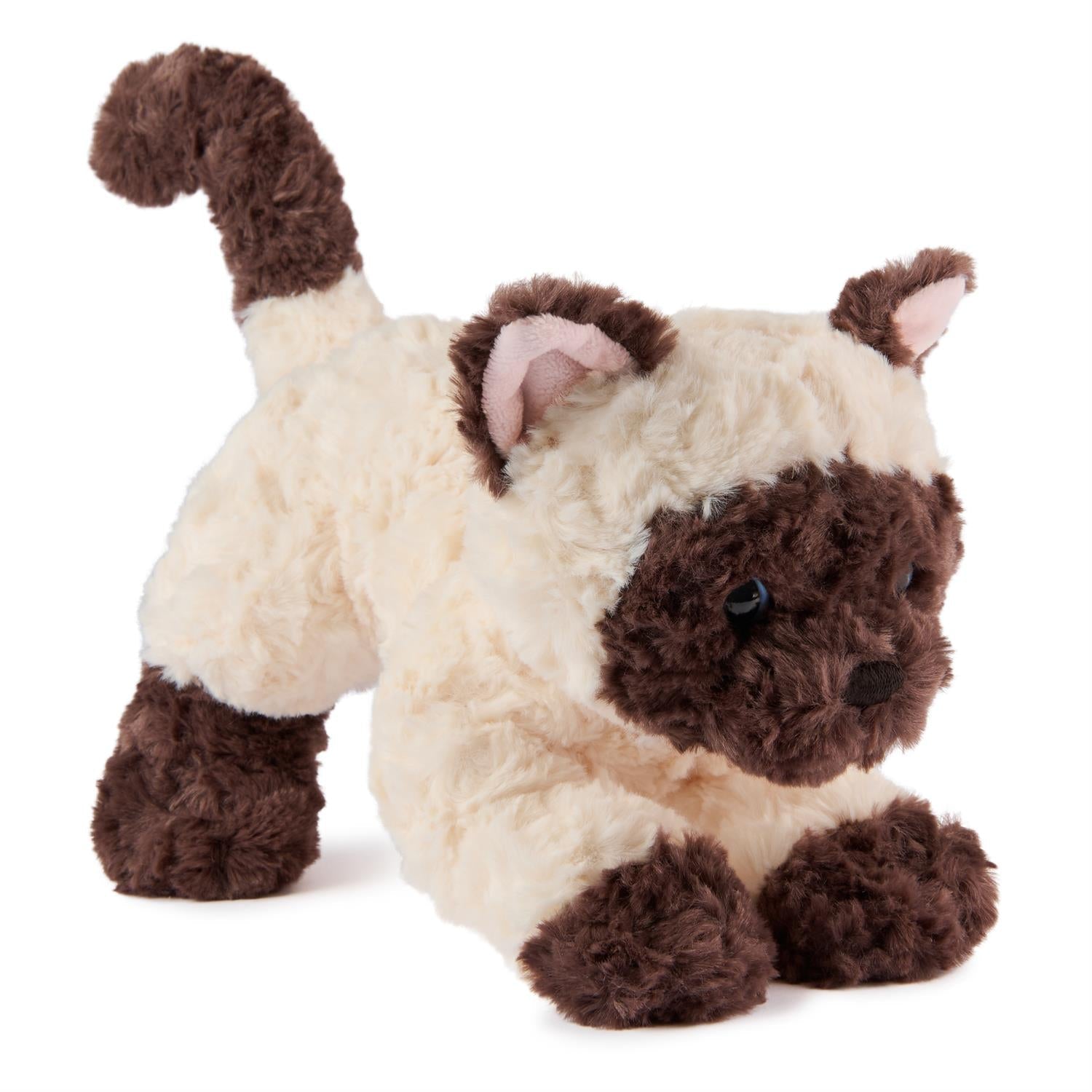 Bootsie Siamese Kitten