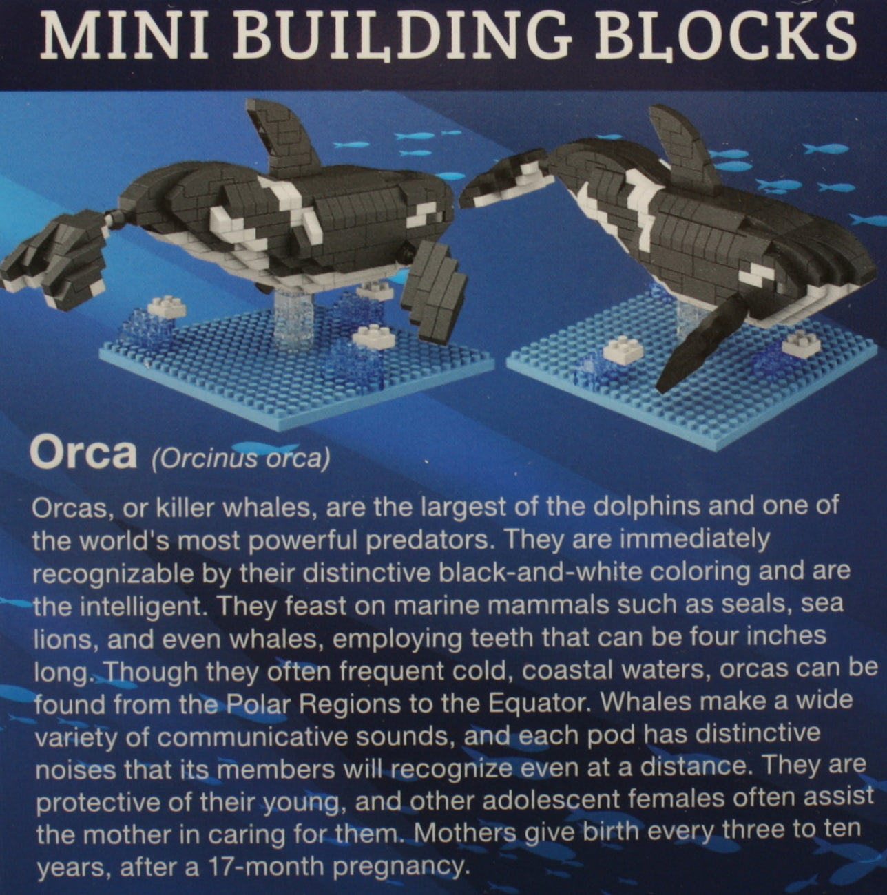 Mini Building Blocks - Orca
